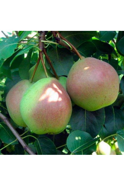 Осінній урожай груші Десертна на гілці